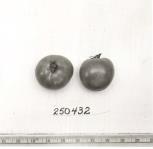 Click for 1 image(s) for this accession. FRUIT